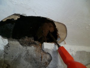 Pre Purchase Structural Survey Cork investigates dryrot