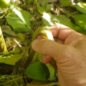 Japanese Knotweed