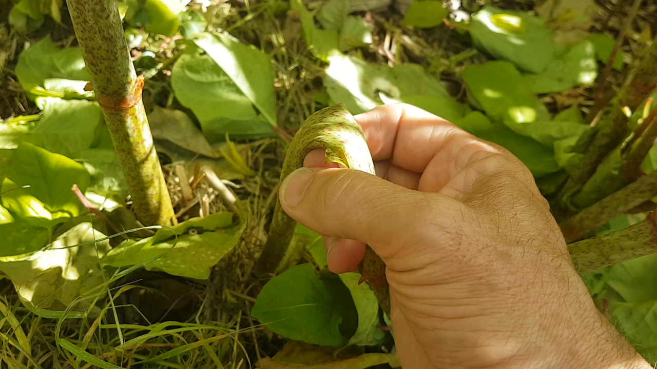 Japanese Knotweed